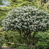 Illatcserje Osmanthus aquifolium – örökzöld cserje illatos fehér virágokkal és fényes lombozattal