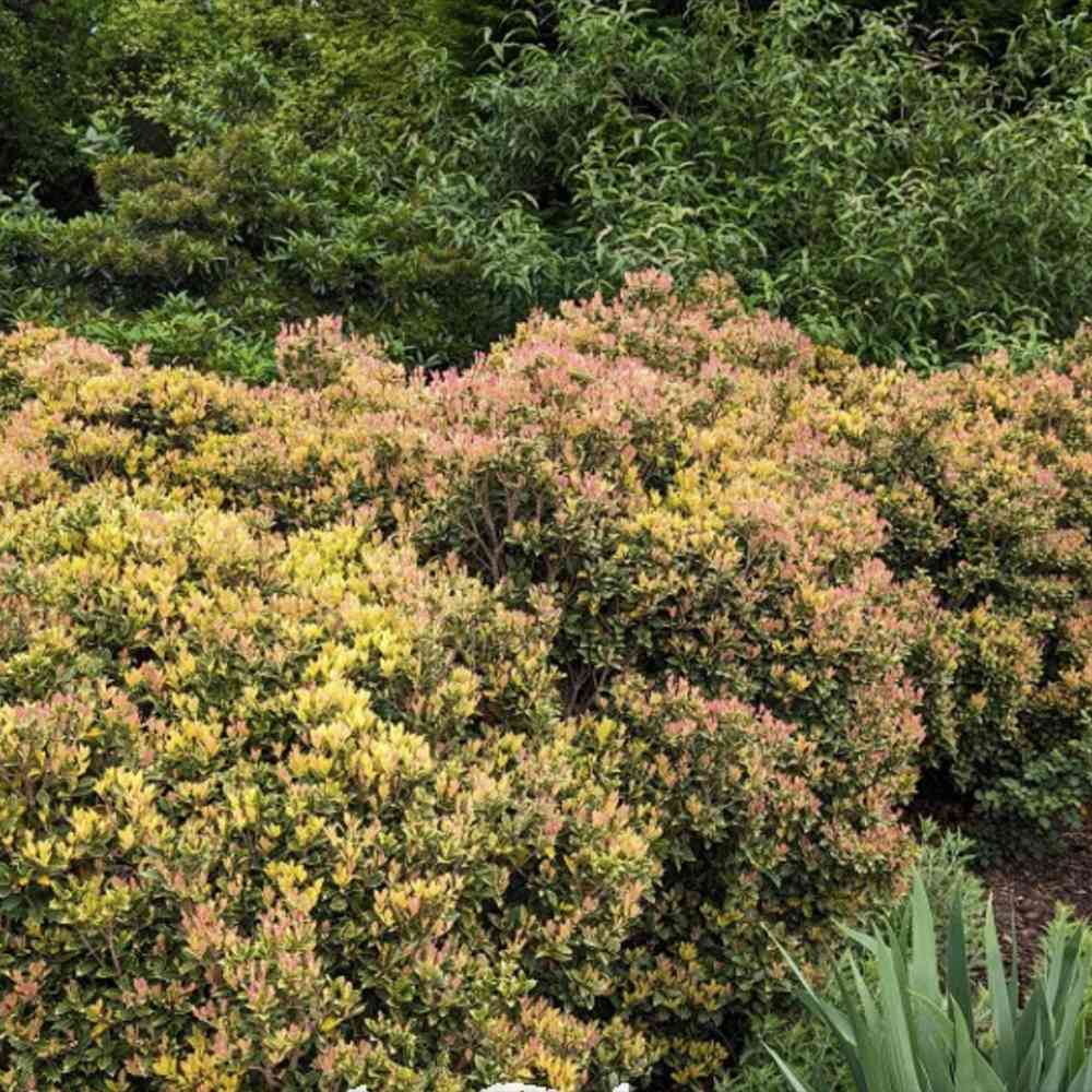 Illatcserje 'Tricolor' – háromszínű örökzöld cserje illatos virágokkal