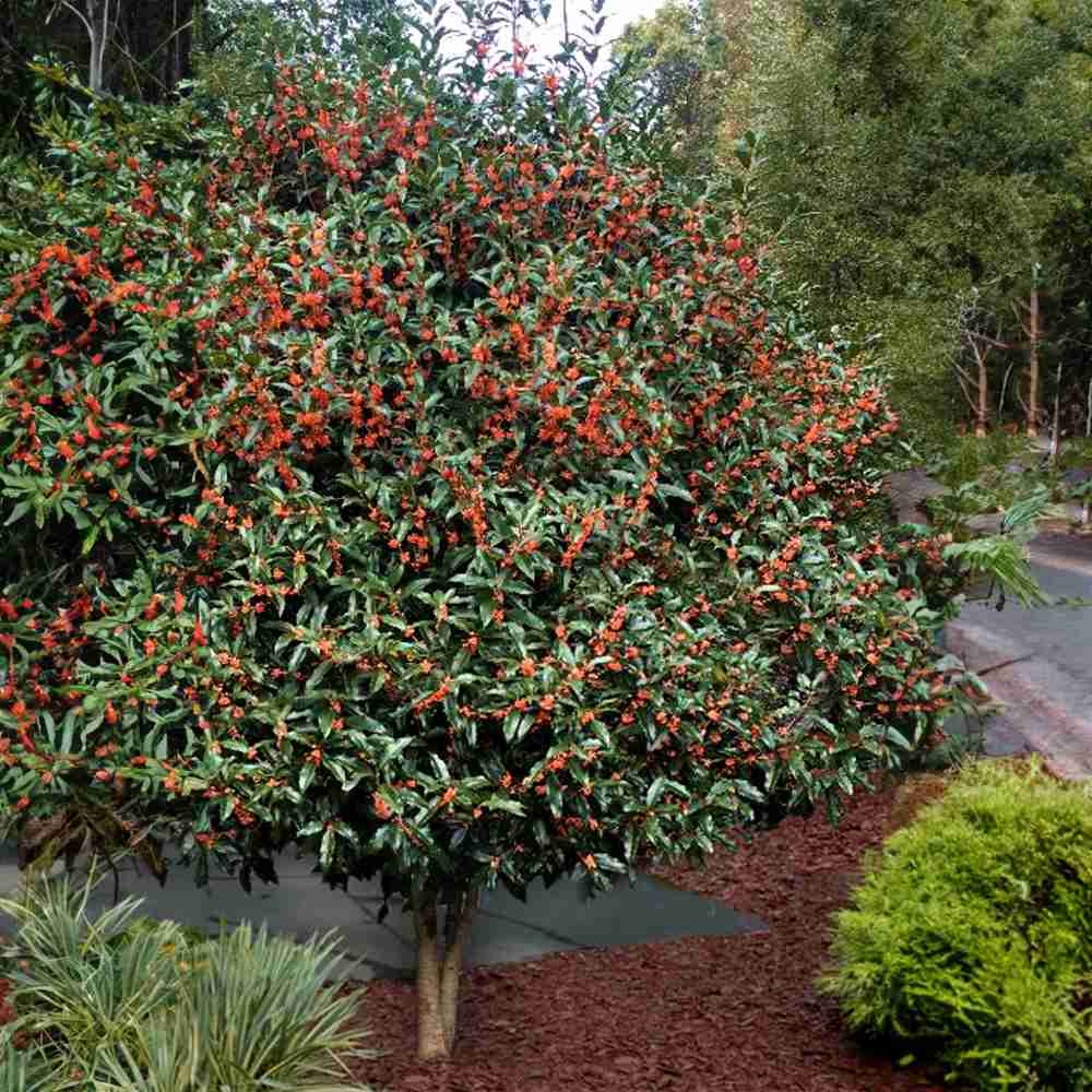 Illatcserje Osmanthus fragrans 'Rubra Aurantiacus' – intenzíven illatos, narancssárga virágú örökzöld cserje