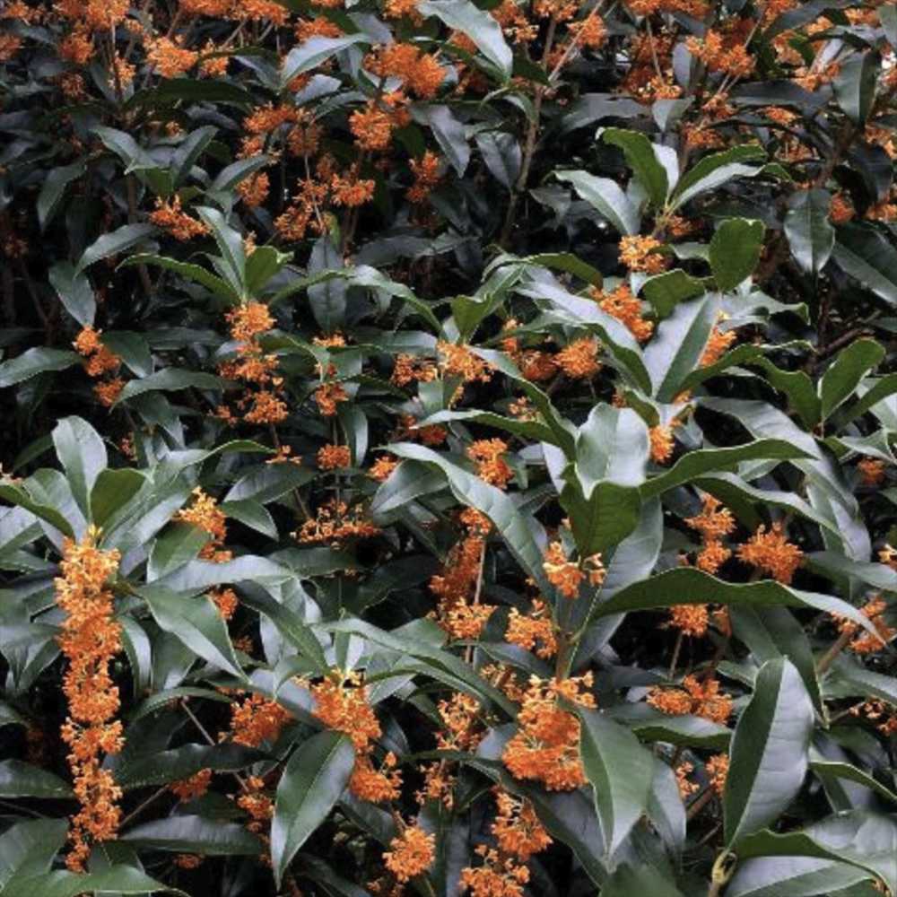Illatcserje Osmanthus fragrans 'Rubra Aurantiacus' – intenzíven illatos, narancssárga virágú örökzöld cserje