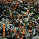 Illatcserje Osmanthus fragrans 'Rubra Aurantiacus' – intenzíven illatos, narancssárga virágú örökzöld cserje