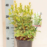 Ilex Fals japonez auriu Osmanthus heterophyllus, arbust vesnic verde cu frunze lucioase variegate auriu-verde si flori albe foarte parfumate de toamna