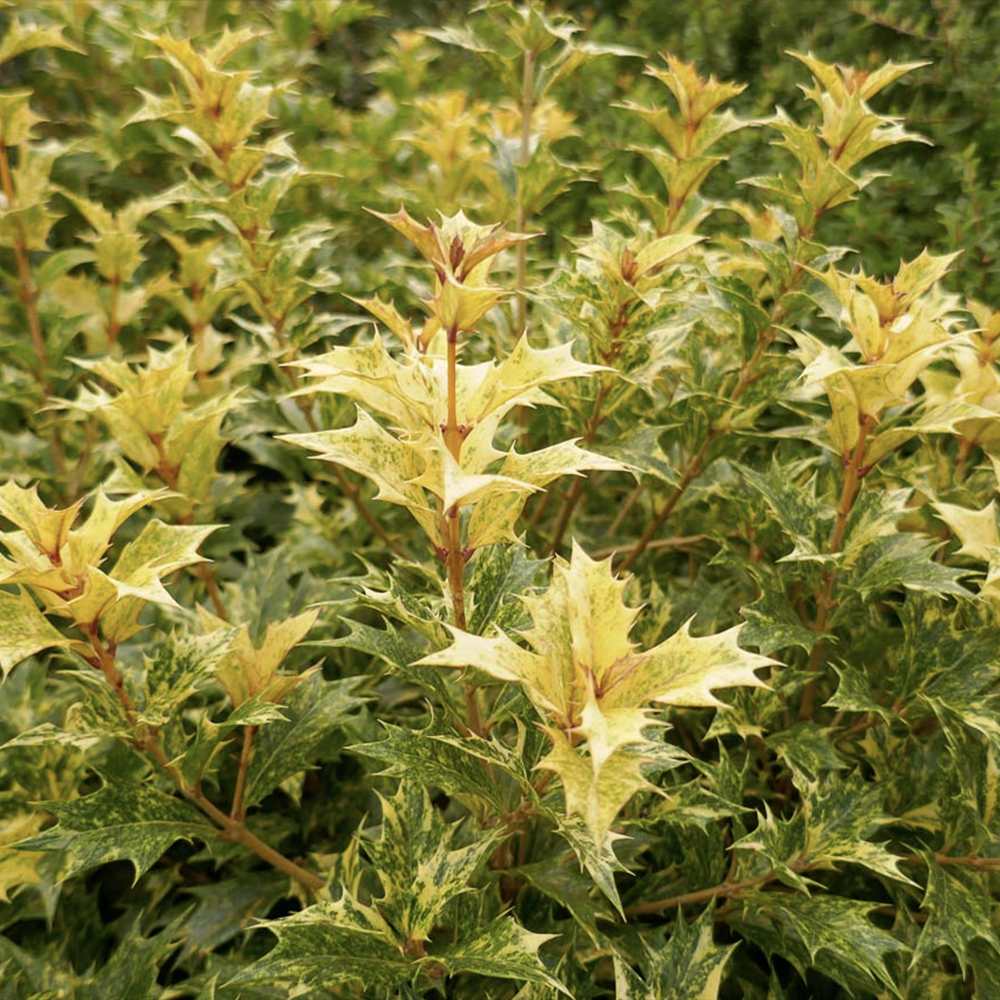 Illatcserje 'Tricolor' – háromszínű örökzöld cserje illatos virágokkal