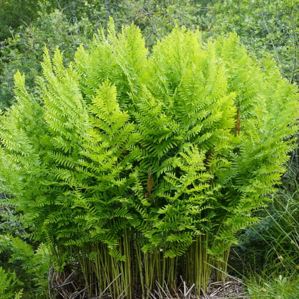 Királypáfrány (Osmunda regalis) – impozáns, hosszú életű kerti évelő