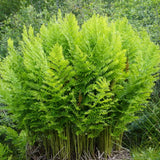 Királypáfrány (Osmunda regalis) – impozáns, hosszú életű kerti évelő