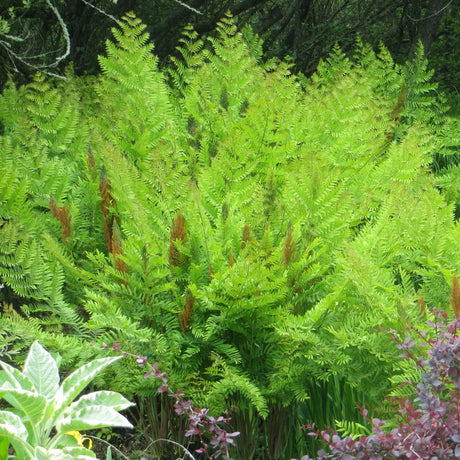 Királypáfrány (Osmunda regalis) – impozáns, hosszú életű kerti évelő