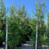 Pin de Alep (Pin Halepensis), conifer mediteranean vesnic verde, rapid, rezistent seceta