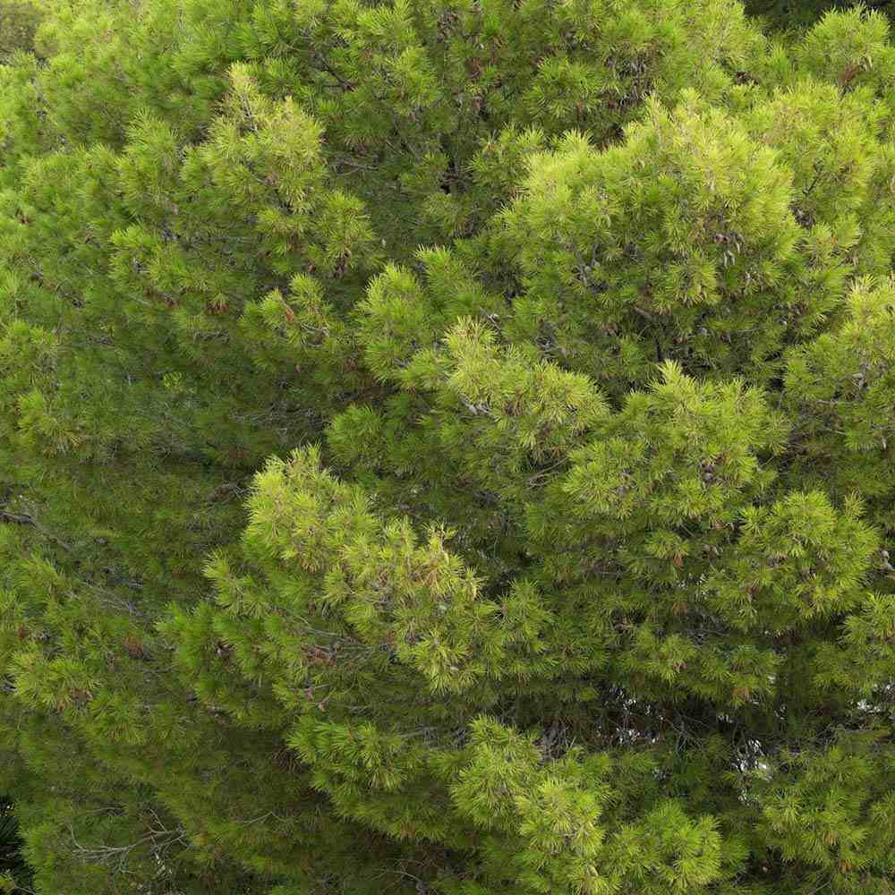 Pin de Alep (Pin Halepensis), conifer mediteranean vesnic verde, rapid, rezistent seceta