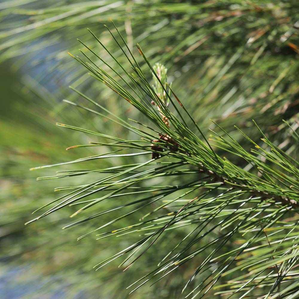 Pin de Alep (Pin Halepensis), conifer mediteranean vesnic verde, rapid, rezistent seceta