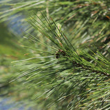 Pin de Alep (Pin Halepensis), conifer mediteranean vesnic verde, rapid, rezistent seceta