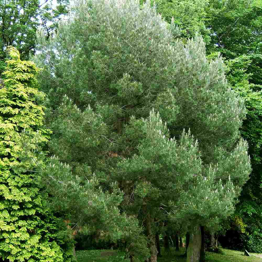 Pin de Alep (Pin Halepensis), conifer mediteranean vesnic verde, rapid, rezistent seceta