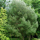 Pin de Alep (Pin Halepensis), conifer mediteranean vesnic verde, rapid, rezistent seceta