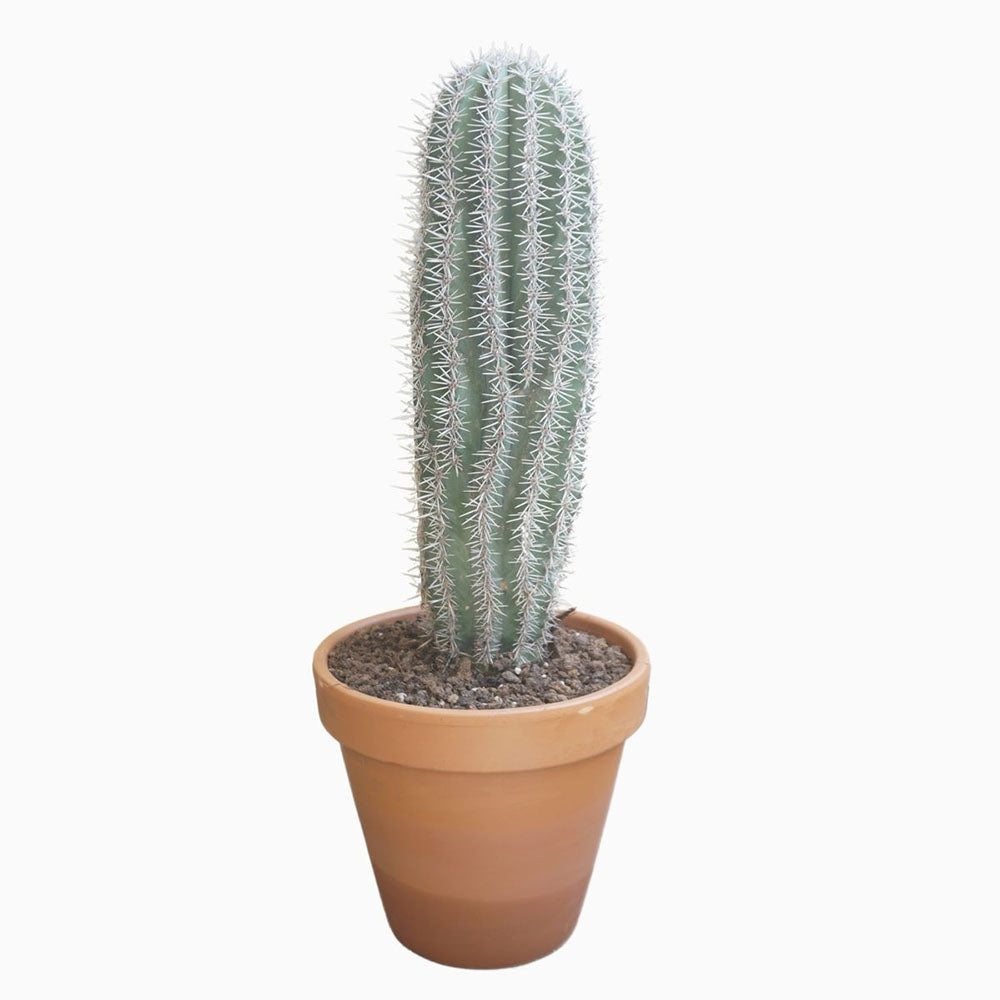 Cactus Gigant Mexican Pachycereus pringlei, 60 cm, aspect exotic si sculptural, atrage privirile