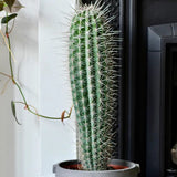 Cactus Gigant Mexican Pachycereus pringlei, 60 cm, aspect exotic si sculptural, atrage privirile