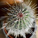 Cactus Gigant Mexican Pachycereus pringlei, 60 cm, aspect exotic si sculptural, atrage privirile