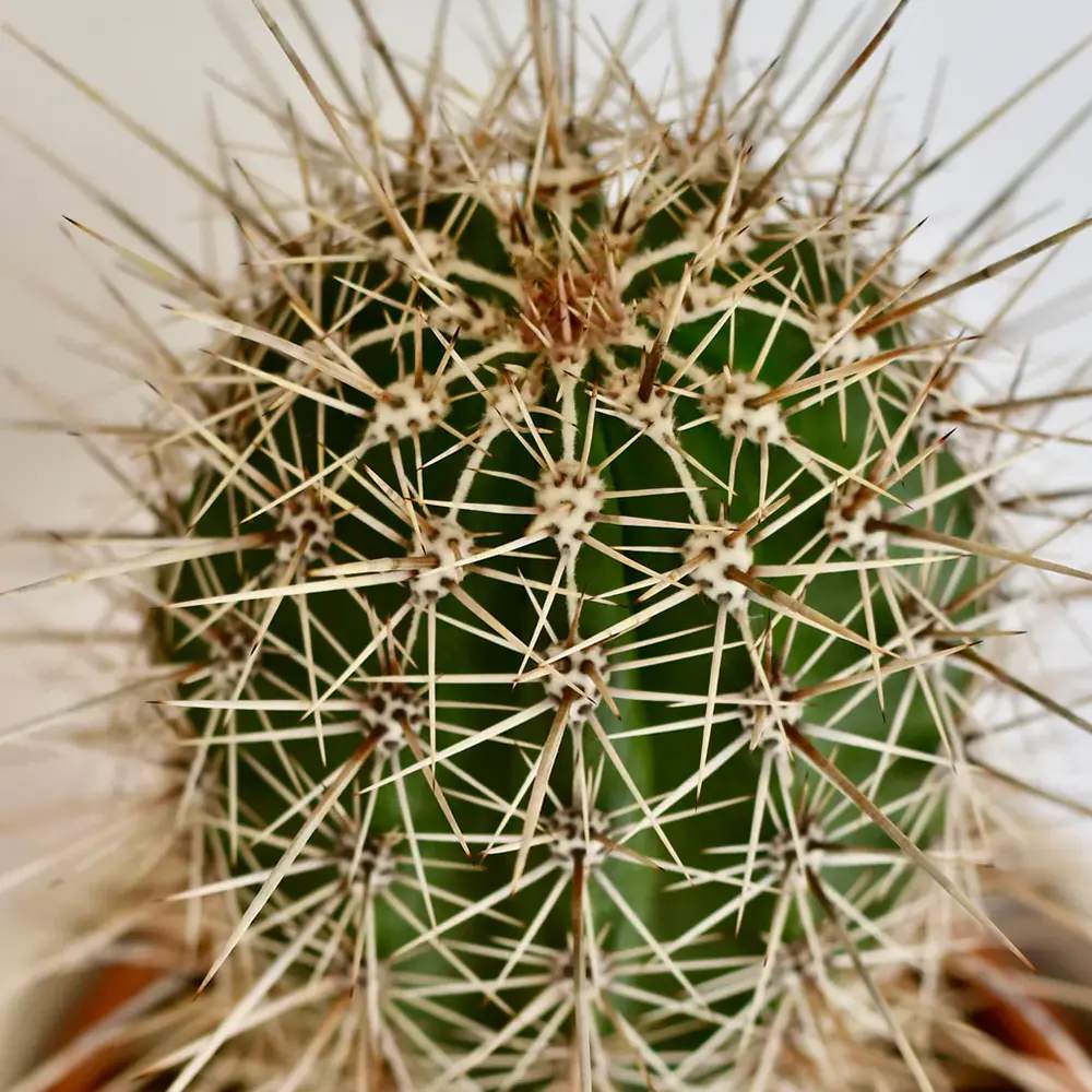Cactus Gigant Mexican Pachycereus pringlei, 60 cm, aspect exotic si sculptural, atrage privirile