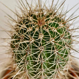 Cactus Gigant Mexican Pachycereus pringlei, 60 cm, aspect exotic si sculptural, atrage privirile