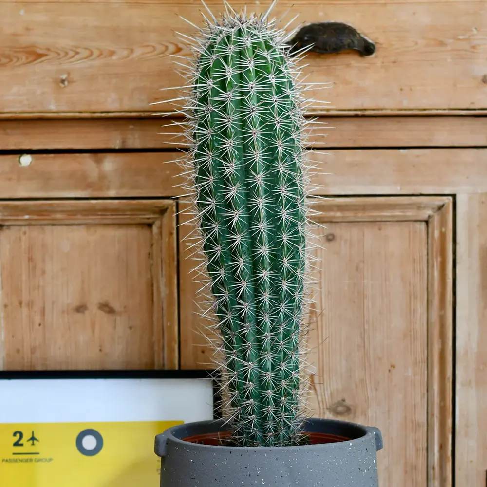 Cactus Gigant Mexican Pachycereus pringlei, 60 cm, aspect exotic si sculptural, atrage privirile