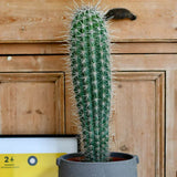 Cactus Gigant Mexican Pachycereus pringlei, 60 cm, aspect exotic si sculptural, atrage privirile