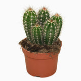 Cactus Gigant Mexican Pachycereus pringlei, 30 cm, aspect exotic si sculptural, atrage privirile
