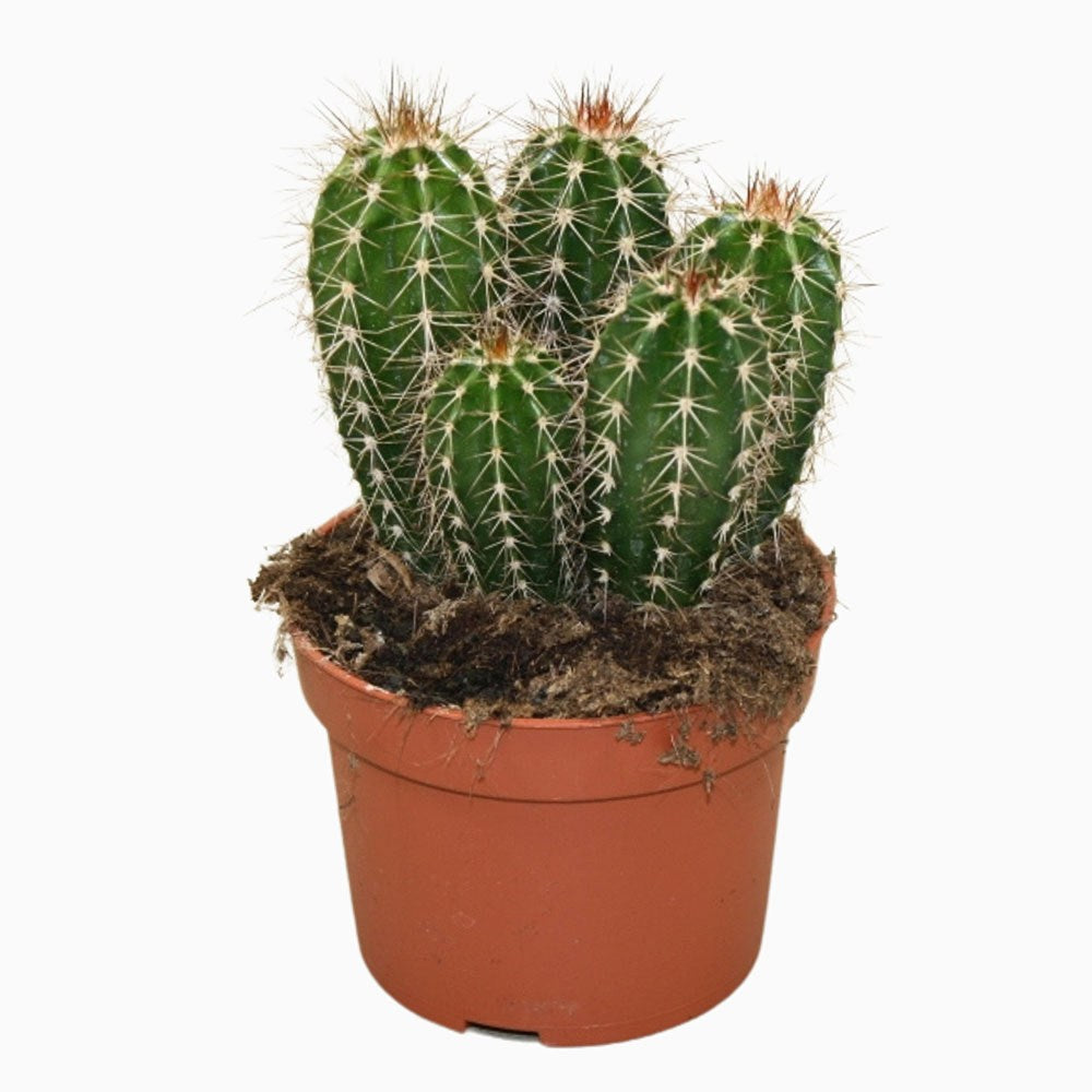 Cactus Gigant Mexican Pachycereus pringlei, 30 cm, aspect exotic si sculptural, atrage privirile