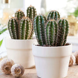Cactus Gigant Mexican Pachycereus pringlei, 30 cm, aspect exotic si sculptural, atrage privirile