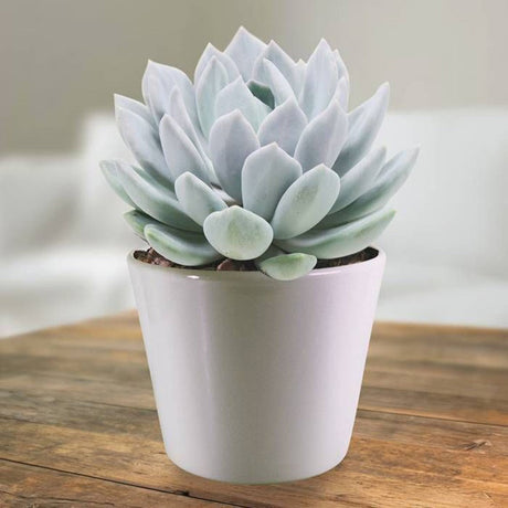 Suculenta (Pachyphytum) Corvus, suculenta gri-verde perlat, decor interior, usor de ingrijit
