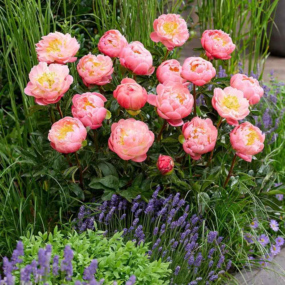 Bazsarózsa 'Pink Hawaiian Coral' – félteljes, korallszínű illatos virágokkal