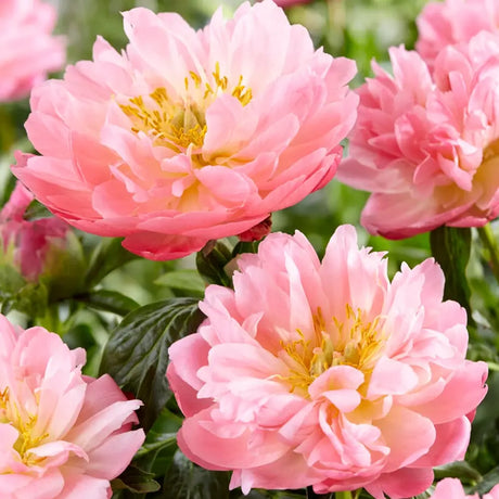 Bazsarózsa 'Pink Hawaiian Coral' – félteljes, korallszínű illatos virágokkal