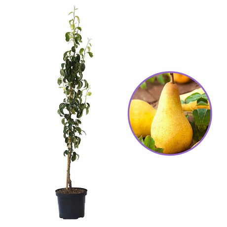 Par Columnar Obelisk (Pyrus Communis), cu fructe dulci verde-galbui, an 2 pe rod