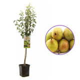 Par (Pyrus Communis) Comice, cu fructe dulci rafinat, an 2 pe rod