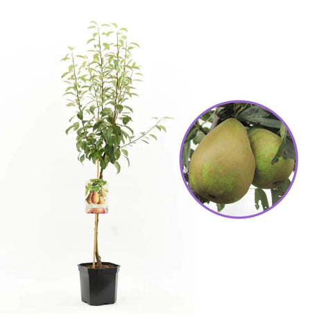 Par Triomphe de Vienne (Pyrus Communis), cu fructe dulci verde-galbui, an 2 pe rod