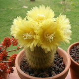 Cactusul conic auriu (Parodia leninghausii), 30-40 cm, cactus decorativ rar cu flori galbene si ingrijire usoara