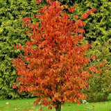 Vasfa 'Persian Spire' (Parrotia persica) – keskeny, oszlopos koronájú díszfa látványos őszi lombszínnel