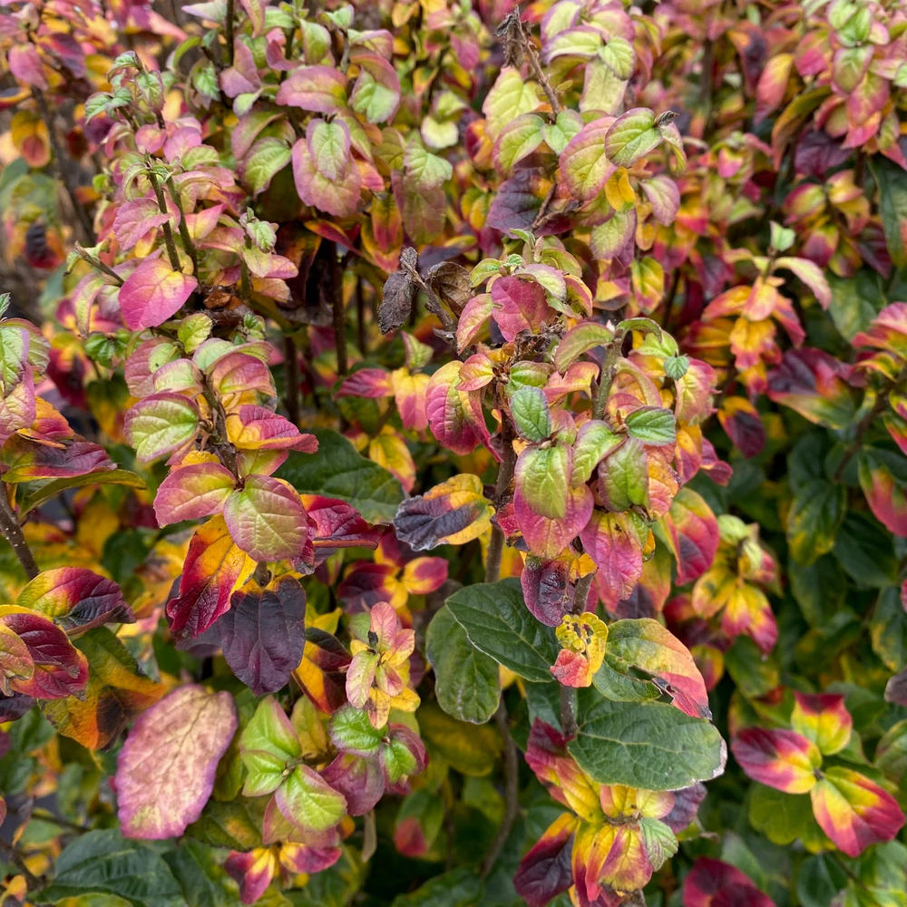 Vasfa 'Persian Spire' (Parrotia persica) – keskeny, oszlopos koronájú díszfa látványos őszi lombszínnel