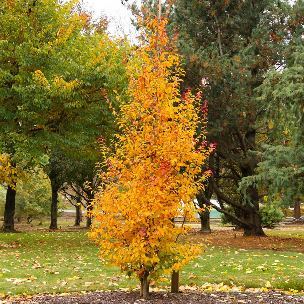 Vasfa 'Persian Spire' (Parrotia persica) – keskeny, oszlopos koronájú díszfa látványos őszi lombszínnel