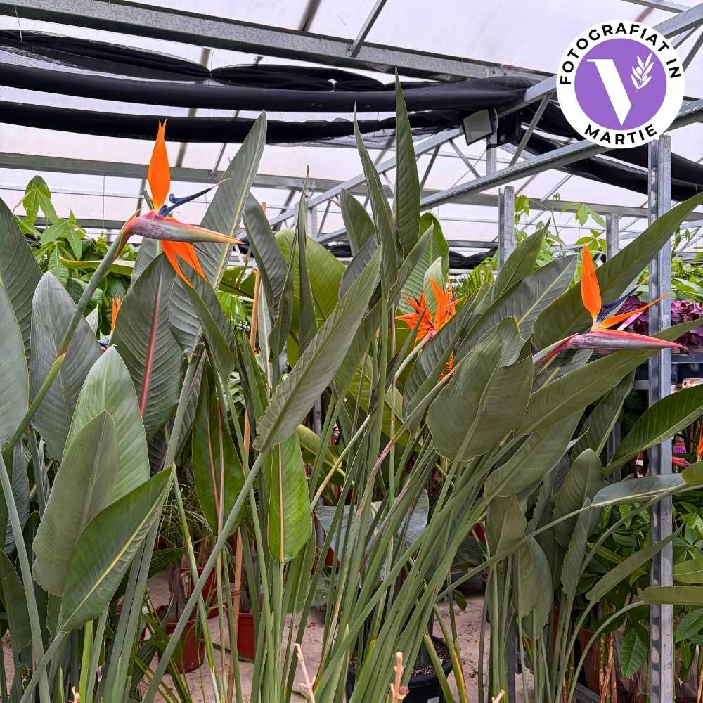Paradicsommadár-virág (Strelitzia reginae) – látványos egzotikus szobanövény 180 cm