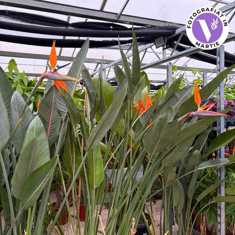 Paradicsommadár-virág (Strelitzia reginae) – látványos egzotikus szobanövény 180 cm