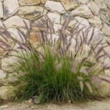 Iarba Chinezeasca Pennisetum Black Beauty