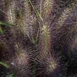 Iarba Chinezeasca Pennisetum Black Beauty
