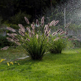 Iarba Chinezeasca Pennisetum Black Beauty