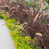 Iarba Ornamentala rosu Pennisetum Rubrum, frunzis rosu-purpuriu, spice decorative, tufis elegant pentru gradini si ghivece