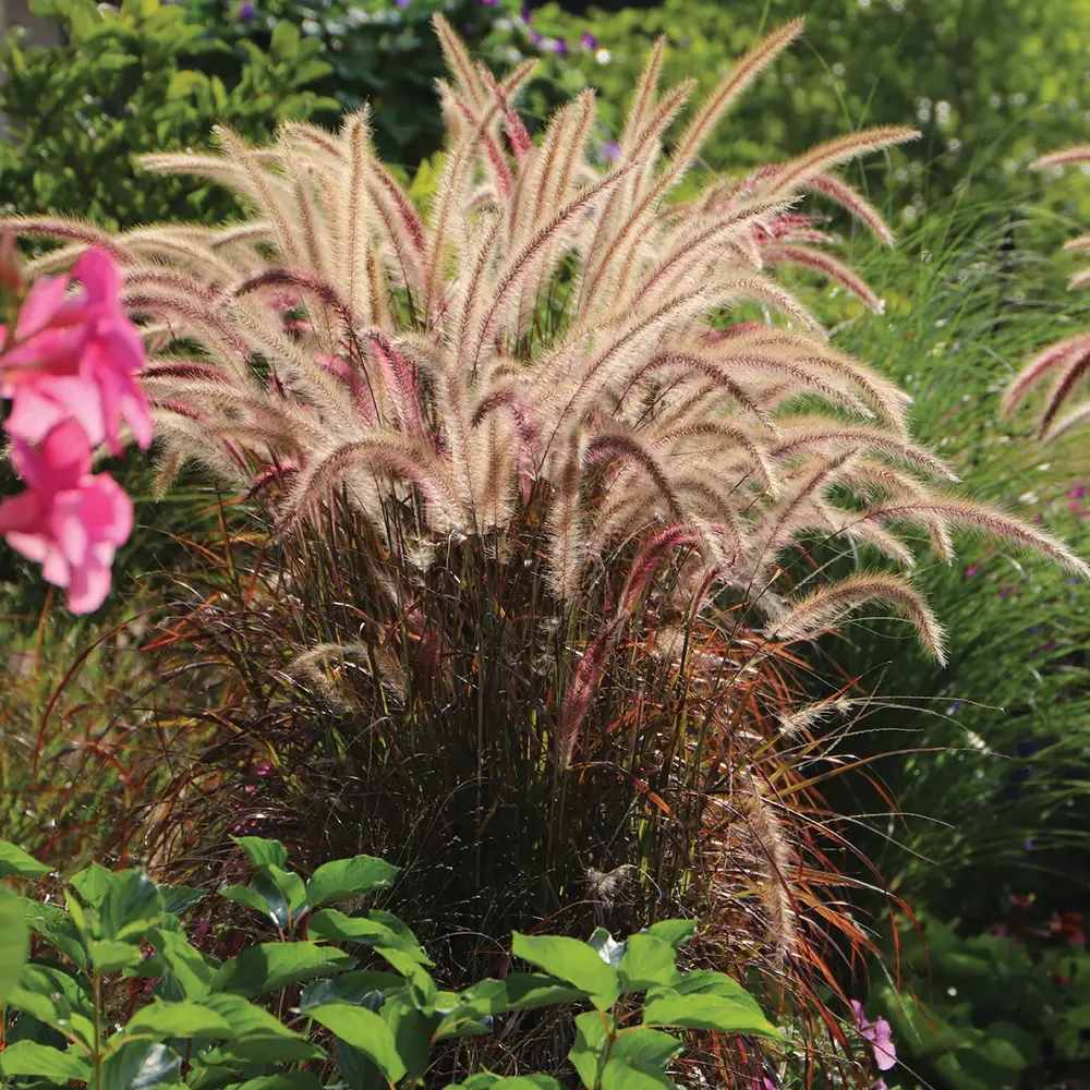Iarba Ornamentala rosu Pennisetum Rubrum, frunzis rosu-purpuriu, spice decorative, tufis elegant pentru gradini si ghivece