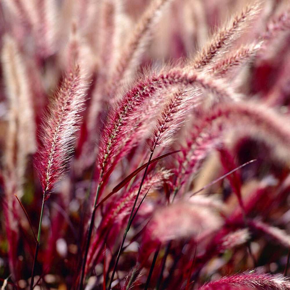 Iarba rosie Chinezeasca Pennisetum Fireworks, frunzis rosu-purpuriucu dungi crem, spice decorative, roz-purpurii, crestere rapida