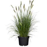 Iarba chinezeasca Pennisetum Hameln, spice decorative, tufis compact, rezistenta la frig