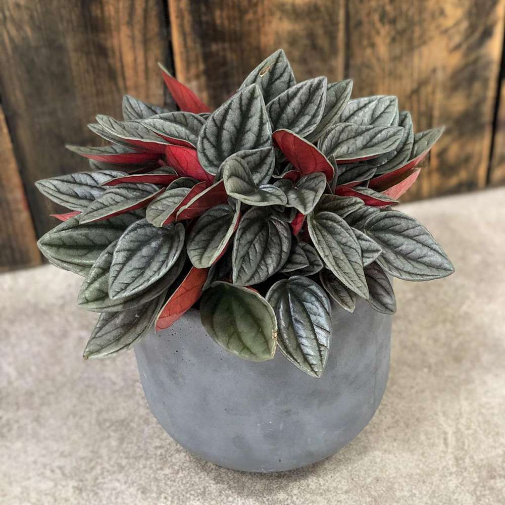 Peperomia Caperata Santorini, cu aspect elegant, intretinerea usoara, frunze groase ondulate, gri-verzui cu spate burgundiu - 20 cm