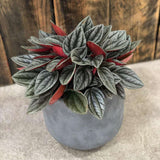 Peperomia Caperata Santorini, cu aspect elegant, intretinerea usoara, frunze groase ondulate, gri-verzui cu spate burgundiu - 20 cm