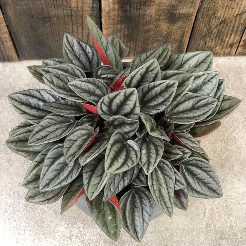 Peperomia Caperata Santorini, cu aspect elegant, intretinerea usoara, frunze groase ondulate, gri-verzui cu spate burgundiu - 20 cm