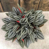Peperomia Caperata Santorini, cu aspect elegant, intretinerea usoara, frunze groase ondulate, gri-verzui cu spate burgundiu - 20 cm