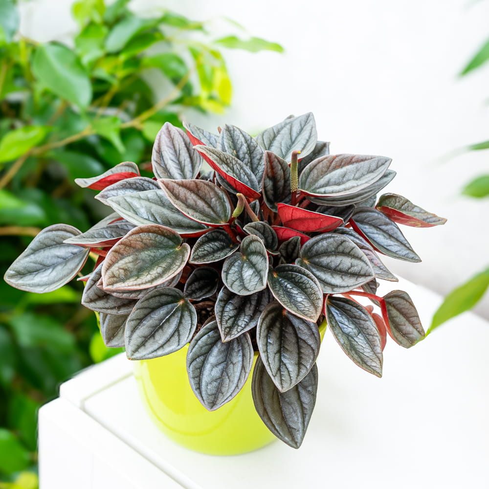 Peperomia Caperata Santorini, cu aspect elegant, intretinerea usoara, frunze groase ondulate, gri-verzui cu spate burgundiu - 20 cm